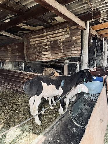 Продаю | Овца (самка) | Эдильбаевская | Для разведения | Матка