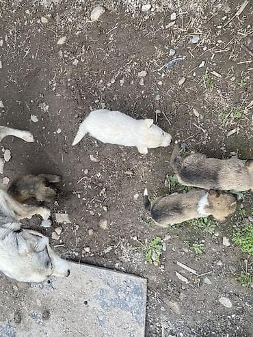 шенки питбуль: Кучукторду бекер берем — 3