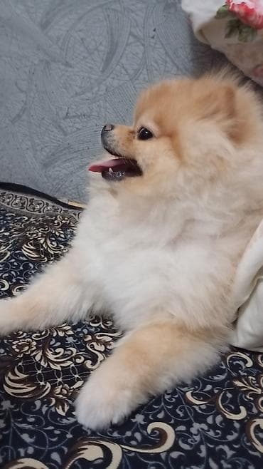 шпиц щенок купить: Шпиц, 5 месяцев, Самец, С прививкой, С родословной — 2