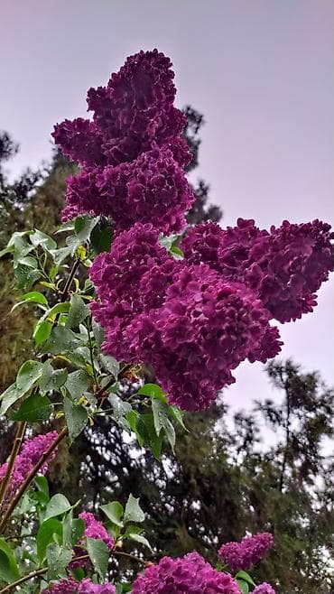 каркаде цена за кг: Сирень — душистые пышные сезонные букеты без упаковки. Веточка 50сом — 1