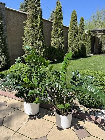 купить фикус бенджамина: Замиокулькас (Долларовое дерево) — 1