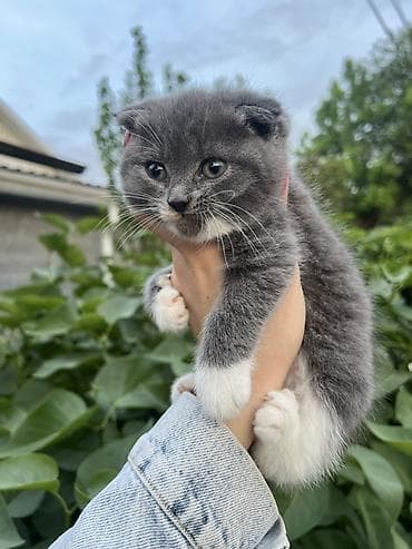 сколько стоит вислоухая кошка: Шотландские вислоухие котята (Scottish Fold) - Окрас: графитово-серый — 4