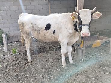 кукуруза цена бишкек: Продаю | Корова (самка) | Для молока | Привязанные — 1