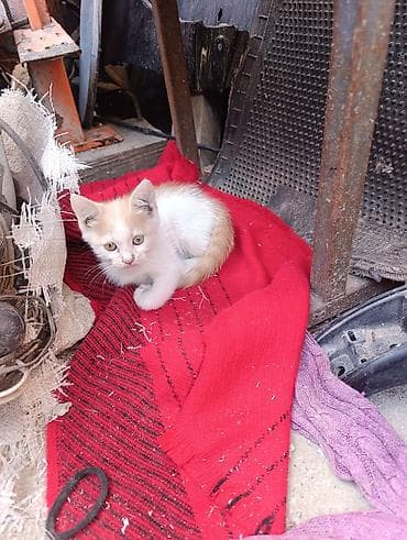 бишкек кошка: Котята, помет из трёх малышей. Описание: - Возраст на фото — примерно — 1