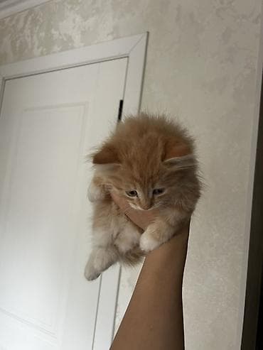 кошки свинкс: Рыжий пушистые их 2 — 1