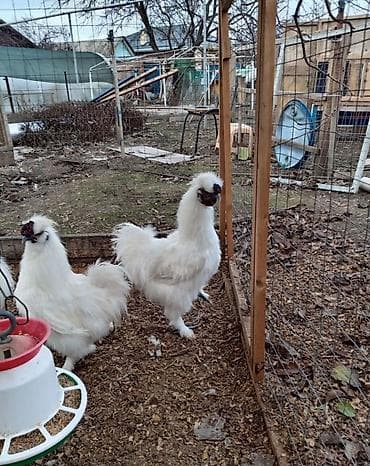 куплю цыплят: Продам кур порода - китайская шелковая. Данная порода характеризуется — 3
