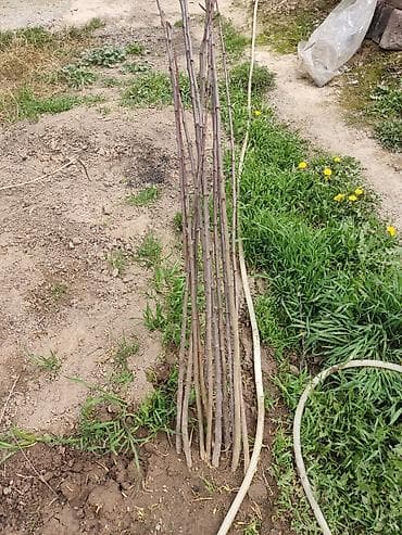 сушеные грибы купить: Саженцы (яблоки, кара өрүк) — 3