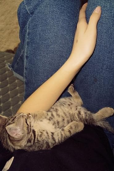 Котёнок полосатый (серо-коричневый табби) с белой грудкой и животиком