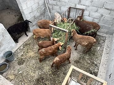 кой сой: Продаю | Ягненок | Полукровка, Арашан | Для разведения | Племенные — 6