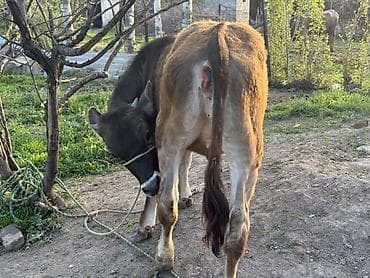 ат сатлат: Продаю | Тёлка, Музоо, торпок | На откорм | Отела не было — 4