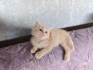 коты город ош: Пушистый кремовый котёнок с голубыми глазами. - Порода: похож на — 3