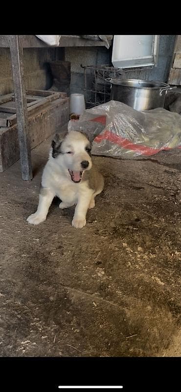 Продается чистокровный алабай щенки почти месяц крупные бодрые