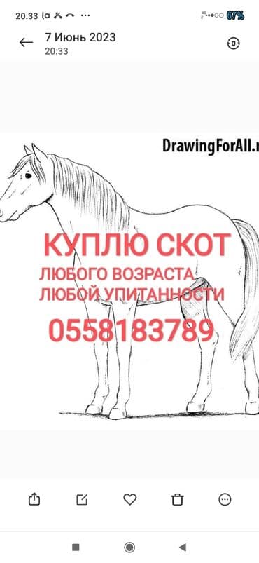 купить измельчитель травы и сена: Куплю | Коровы, быки, Лошади, кони | Круглосуточно, Любое состояние, Забитый — 1