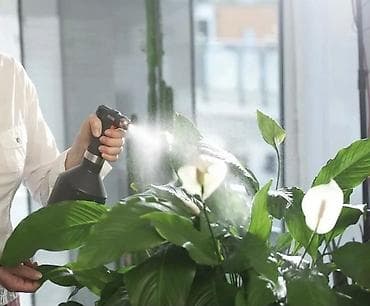 Лимоны: 🌿 *Флорист на выезд (дом/офис)* Опыт более 10 лет! Забочусь о цветах — 5