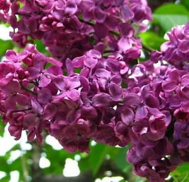 51 роза: Сирень калированная махровая на букеты, в наличии много, приезжайте и — 3