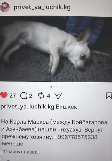 котенок бишкек: Потерявшаяся собака — чихуахуа, (самец) окрас светлый (кремово-белый) — 1