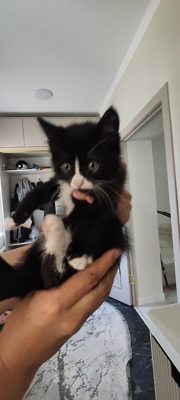 где можно купить кошку в бишкеке: Отдам котёнка в добрые руки 🐾 Девочка, 3 месяца. Очень умная, ласковая — 4