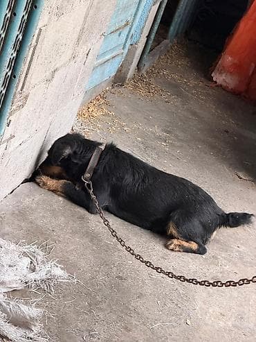 кошки коты котята: Щенки Ягд-терьера, 3 мальчика и 1 девочка. 2 девочки на брони! - — 9