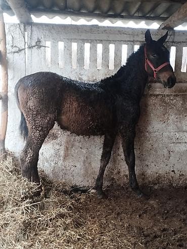 курцхара курцхаар: Продаю | Кобыла (самка) | Для разведения | Племенные — 2