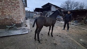 объявления о животных: Продаю | Жеребенок | Полукровка | Для разведения — 1
