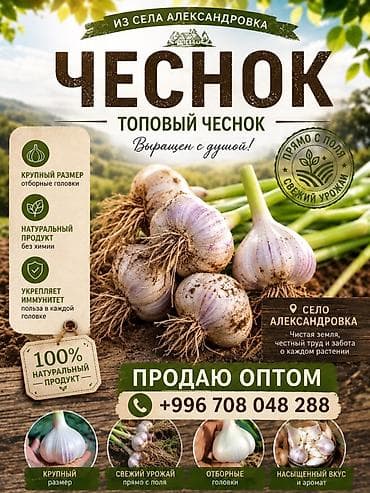 Чеснок Оптом