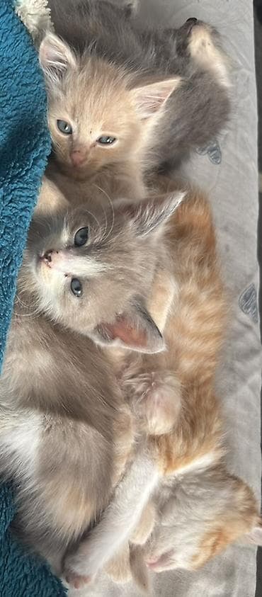 кошка британка: Котята, домашние, от одной кошки. Возраст на фото — малыши, уже едят — 5