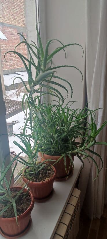 аихризон купить: Продаю Алое сочные живые — 1