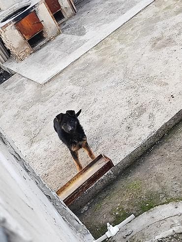 черная немецкая овчарка цена: Немецкая овчарка, 4 месяца, Самка, С прививкой, С родословной — 4