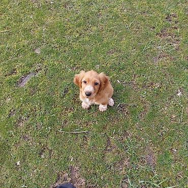 Иттер: ПРОПАЛ Щенок (рыжий, длинноухий) ПОЖАЛУЙСТА ПОМОГИТЕ НАЙТИ. ПРОПАЛА В — 2