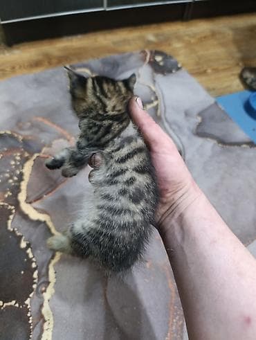объявления про котят: Отдам даром двух котят — 3