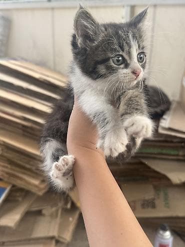 отдам даром котенка бишкек: Кошка даром: Беспородная, 1 месяц, Мальчик — 9