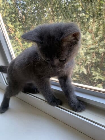 сколько стоит сибирская кошка котенок: Кошка даром: Беспородная, 3 месяца, Мальчик — 5