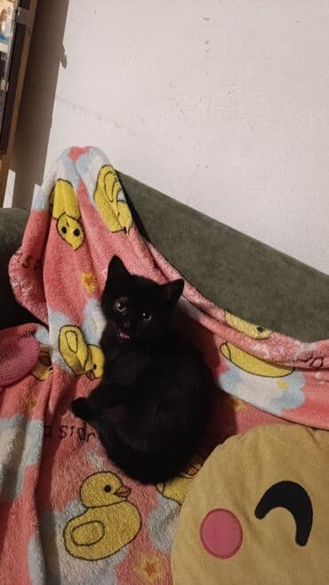 шотландские вислоухие котята в бишкеке: Беспородная, 5 месяцев, Девочка, Белый, Кастрирована, Приучена к лотку, Проглистована — 30