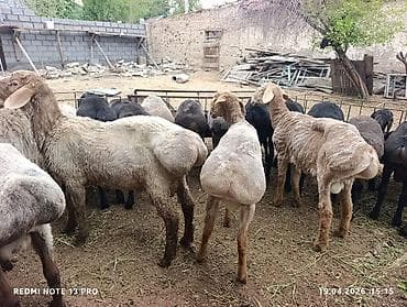 щенок хаски: Продаю | Овца (самка) | Для разведения | Матка — 3