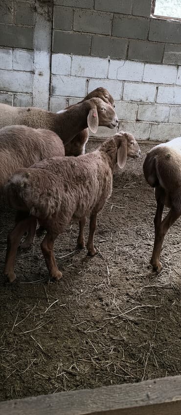 весы для животных: Продаю | Ягненок | Арашан | Для разведения — 1