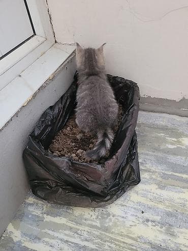 мышык берем: 2 айлык, Ургаачы — 3