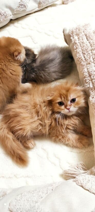 кочкор продаю: Скотиш Фолд (Шотландиялык шалпаң кулак), 5 айлык, Эркек, Кызгыл сары — 2