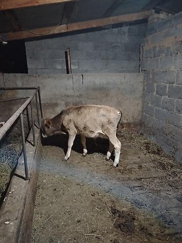 Продаю | Бык (самец), Музоо, торпок | Алатауская | На забой, Для разведения, На откорм | Привязанные