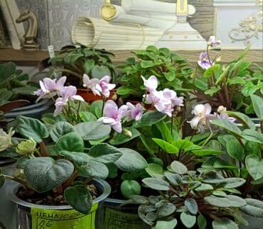 петуния цветы: В продаже детки сортовых мини и полумини фиалок 🌺🌿🌺. Есть черенки — 15