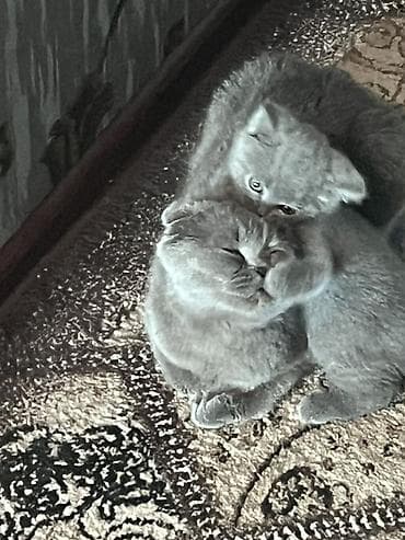 Кошки: Британские котята, окрас голубой (серый). - Плюшёная плотная шерсть — 2
