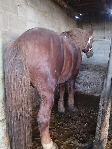 быки сементал: Продаю | Жеребец | На забой — 5