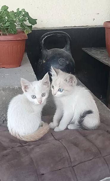 Мышыктар: Котята домашние в количестве 5, короткошёрстные.Отдам — 2