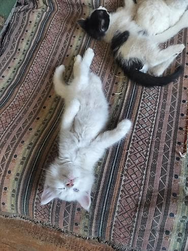 белые коты: Отдаю котят в хорошие руки.Котятам 1,5 месяца, к лотку приучены. - — 3