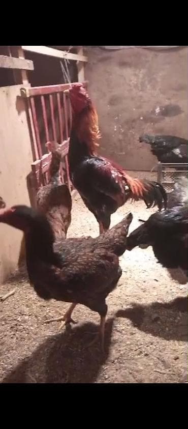 кунан тайтору: Сатам | Тооктор | Тебиштирүүчү | Көбөйтүү үчүн — 4