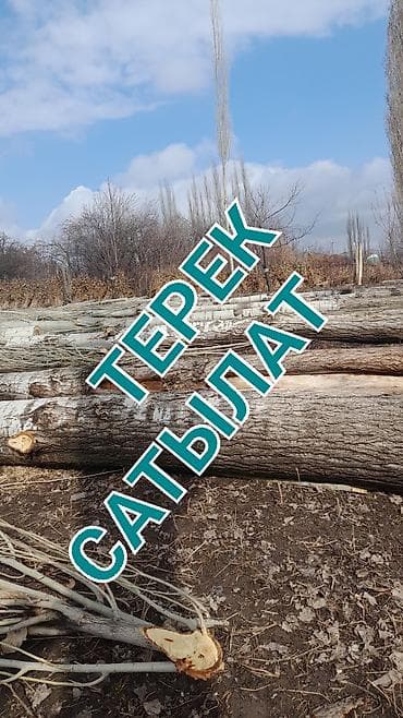 колоновидные яблоки: Тополь (терек) — стволы и бревна - Порода: тополь (терек) - Формат — 1