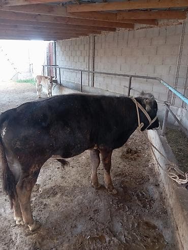 Үй жаныбарлары: Сатам | Бука (эркек) | Бордоп семиртүү үчүн | Байланган — 2