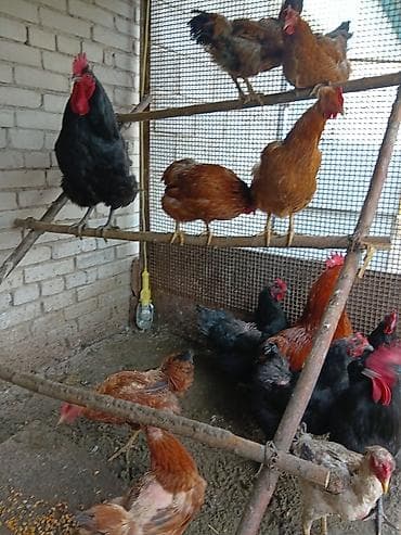 журавль: Продаю — 8