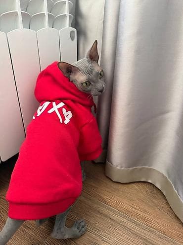 Кошки: Сфинкс, 3 года, Девочка, Голубой, Кастрирована, Приучена к лотку, Проглистована — 2