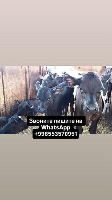 Продаю | Корова (самка), Бык (самец), Тёлка | На откорм, На забой, Для разведения