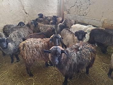 кочко: Продаю | Овца (самка) | Полукровка | Для разведения | Матка — 1